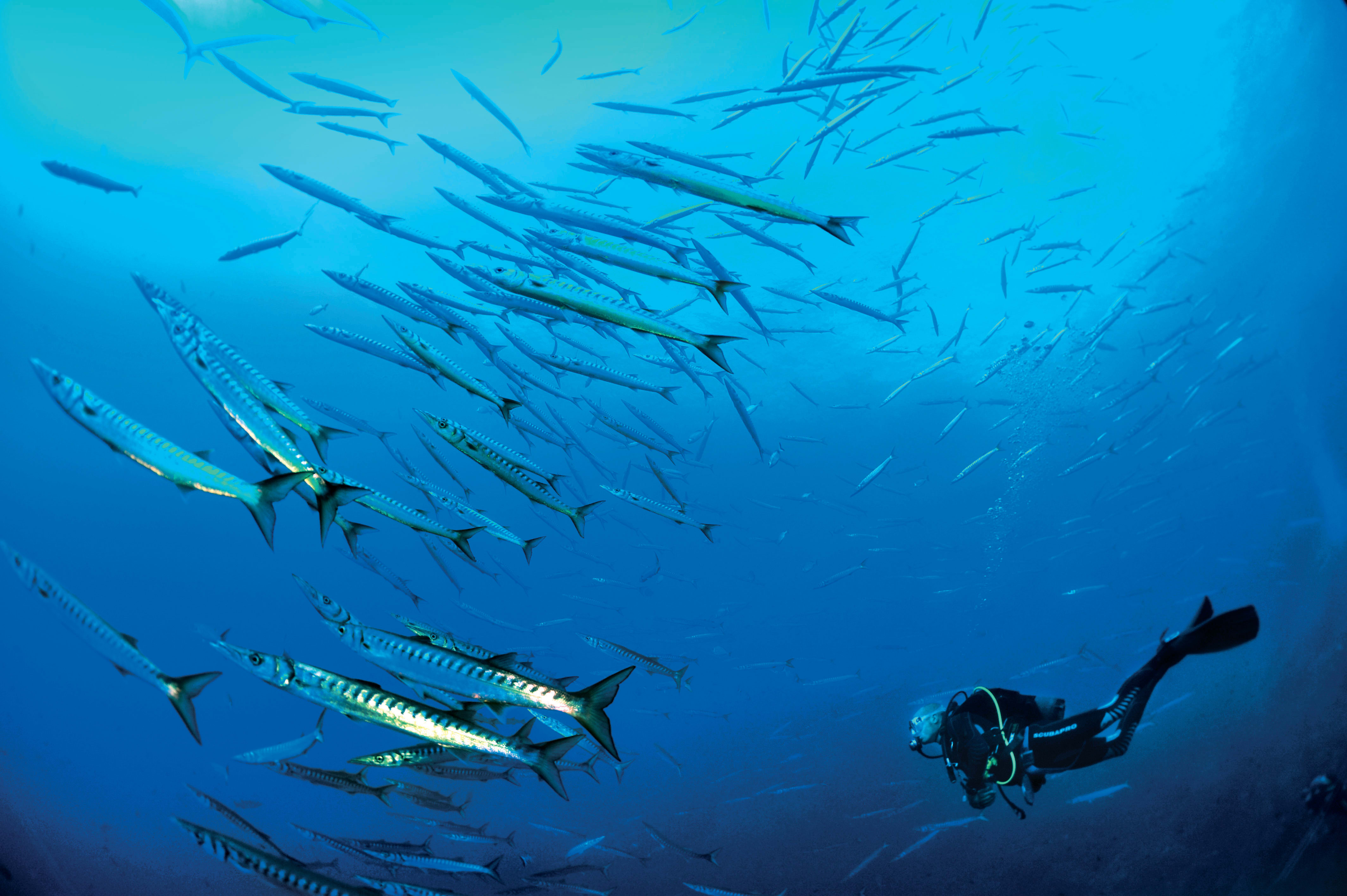 Plongée autonome Parc de Port Cros