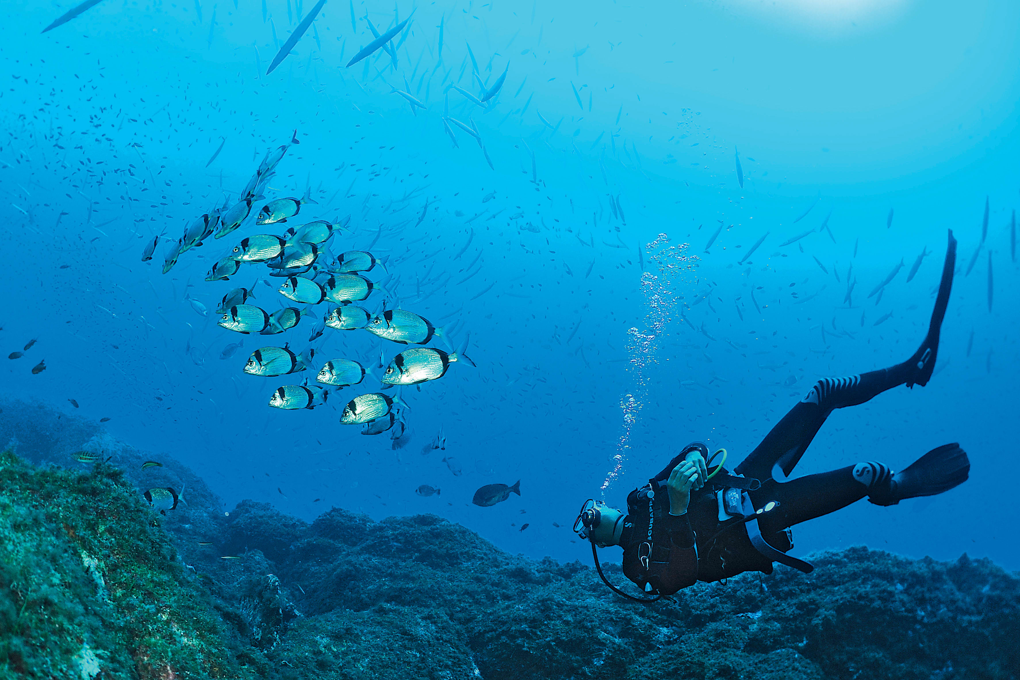 Plongée exploration Parc de Port Cros