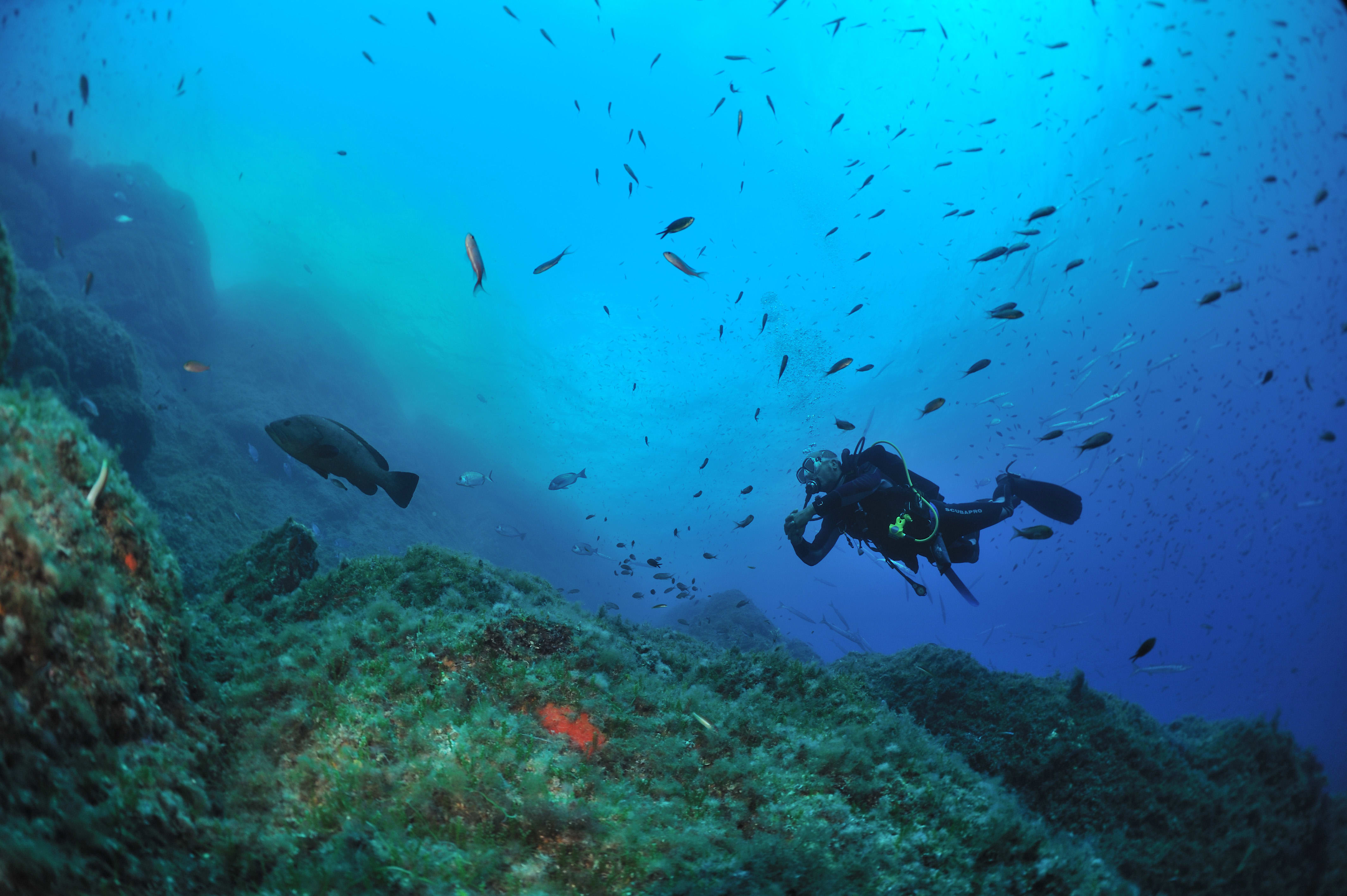 Plongée autonome Parc de Port Cros 6 jours
