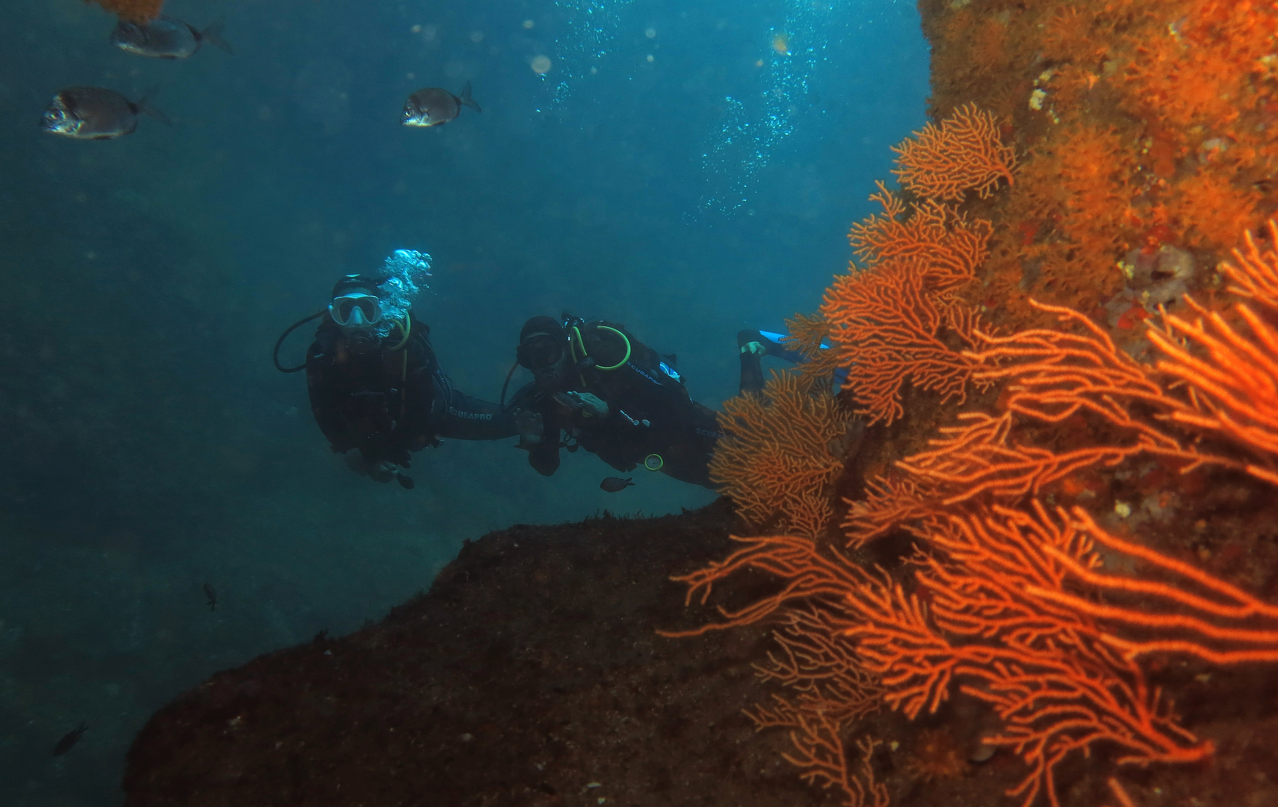 Plongée examen niveau 4 en 4 jours