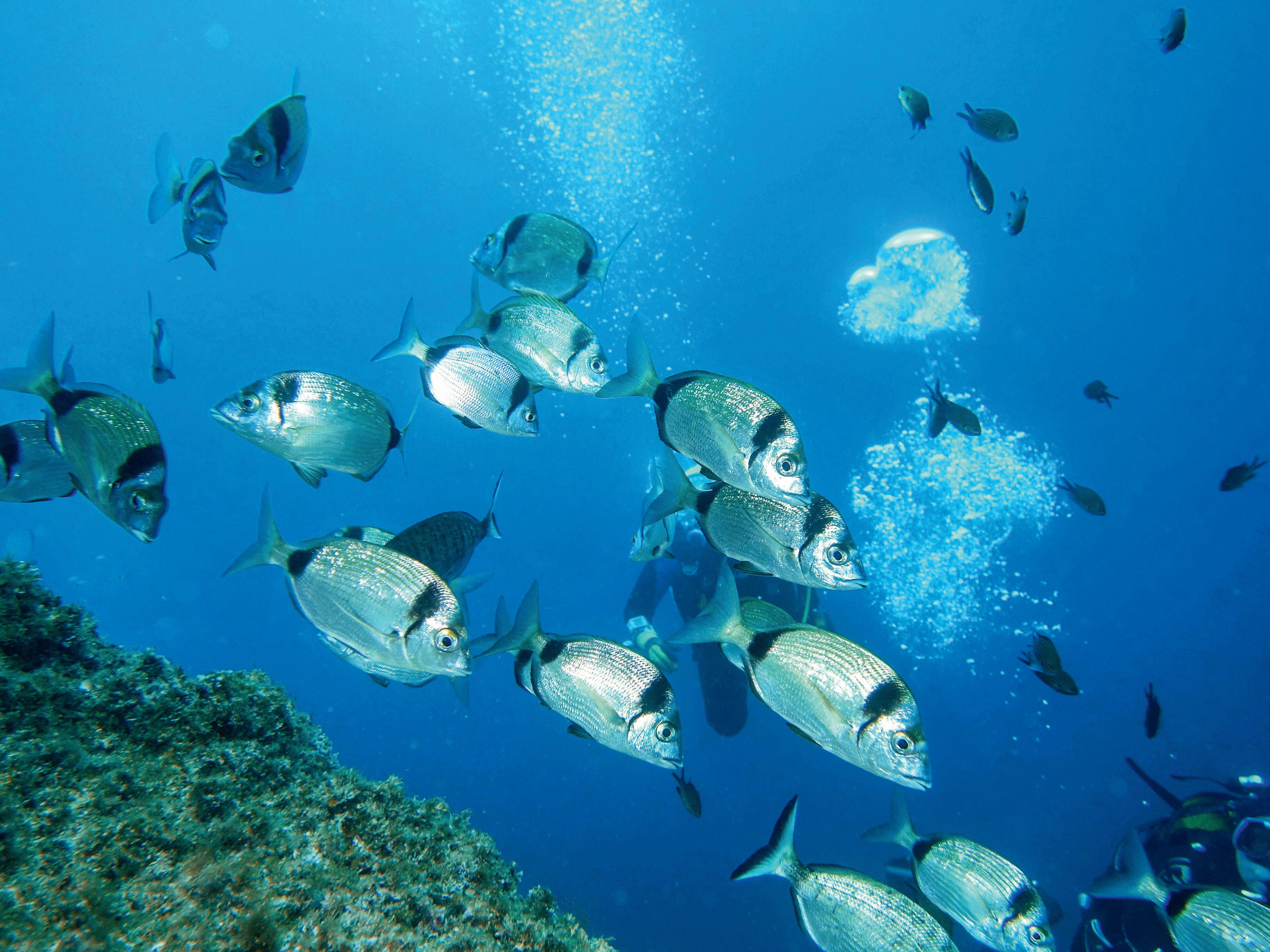 Break 4 jours Plongée exploration Parc des Calanques - Spécial Ponts du Printemps