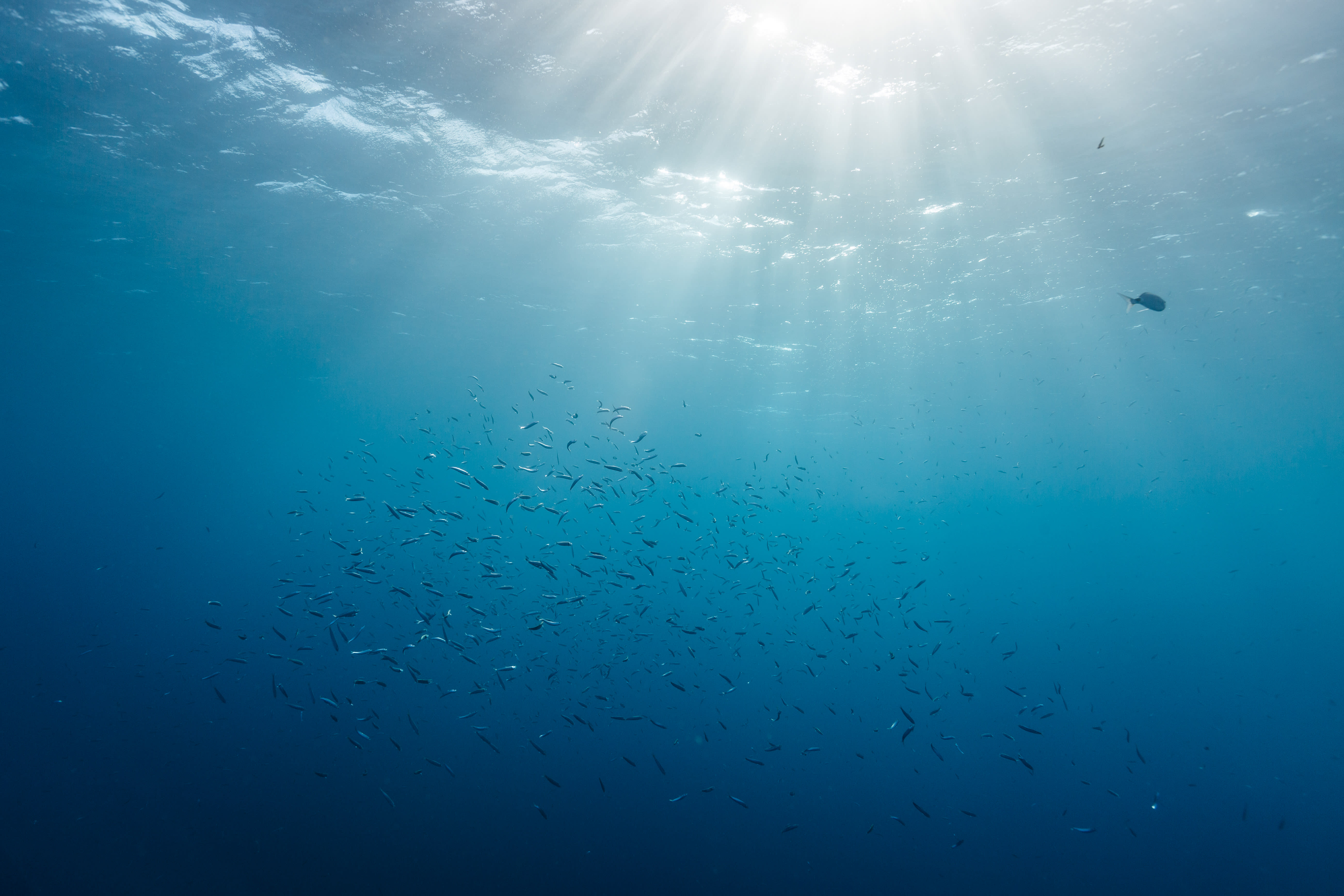 Plongée spécial débutant & découverte de Porquerolles happy Summer