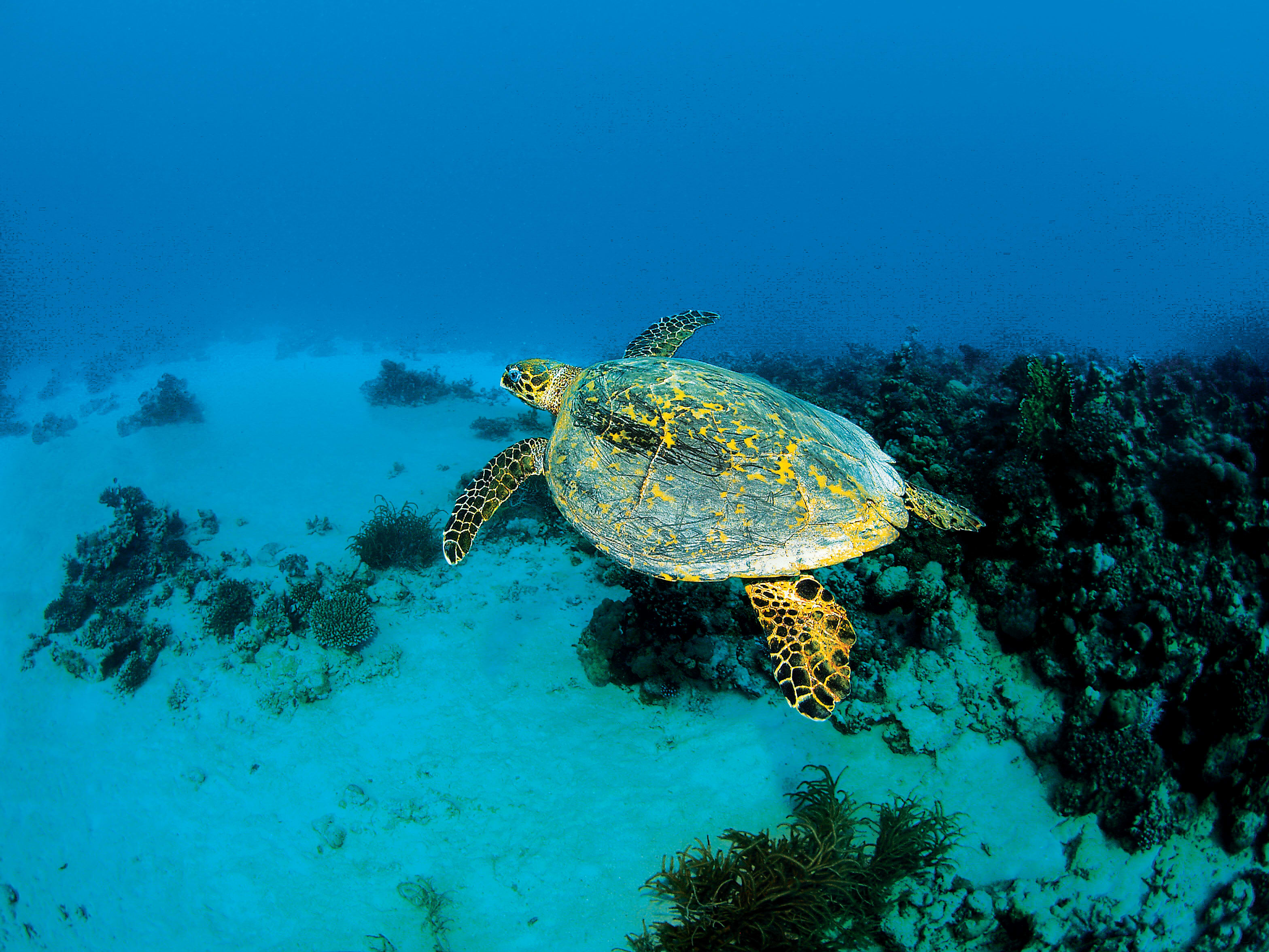 Croisière plongée Mer Rouge Sud