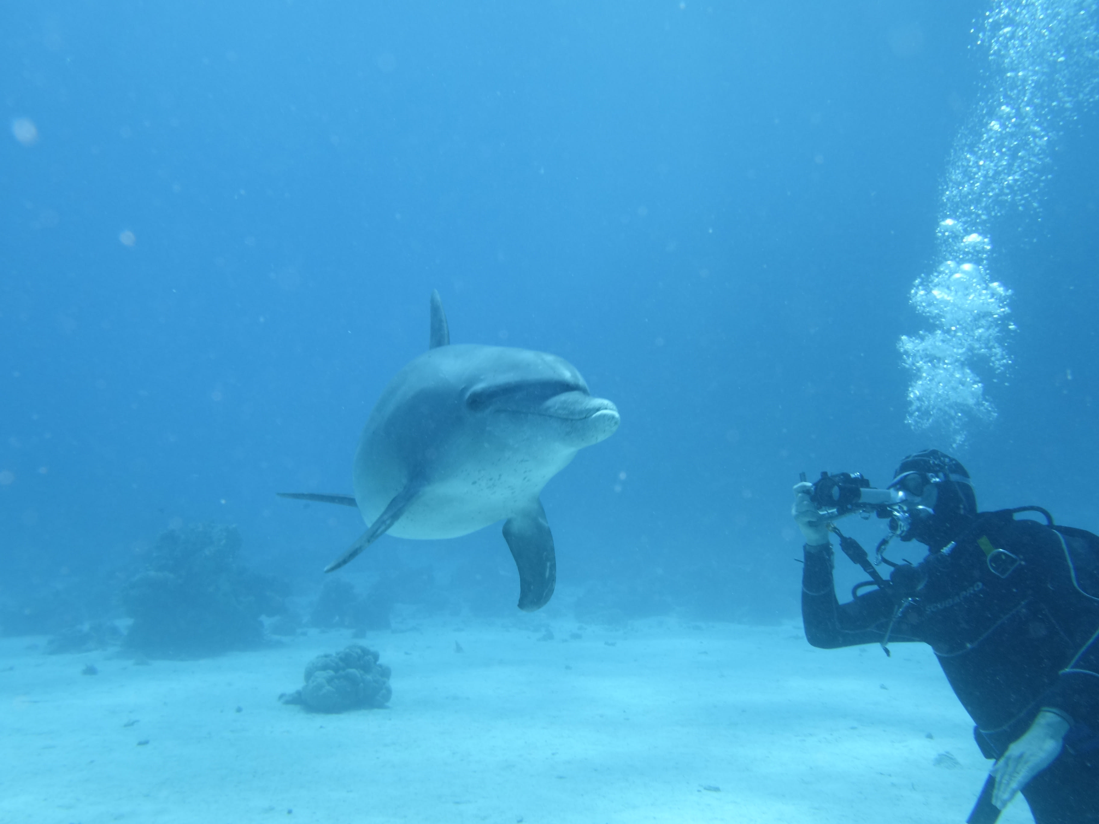 Croisière plongée Mer Rouge BDE (Brothers - Deadalus - Elphinstone)