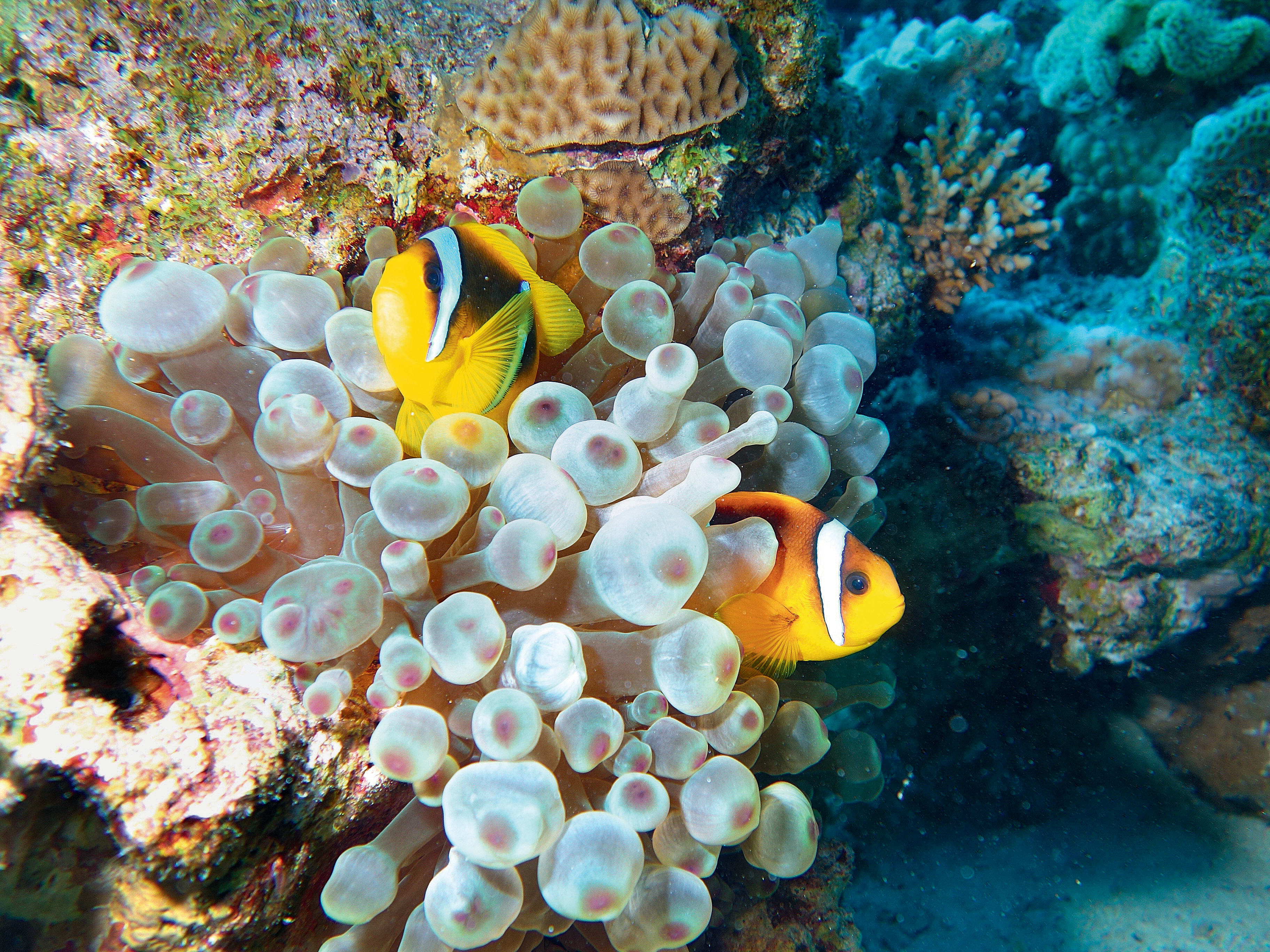 Plongée Spécial Débutant