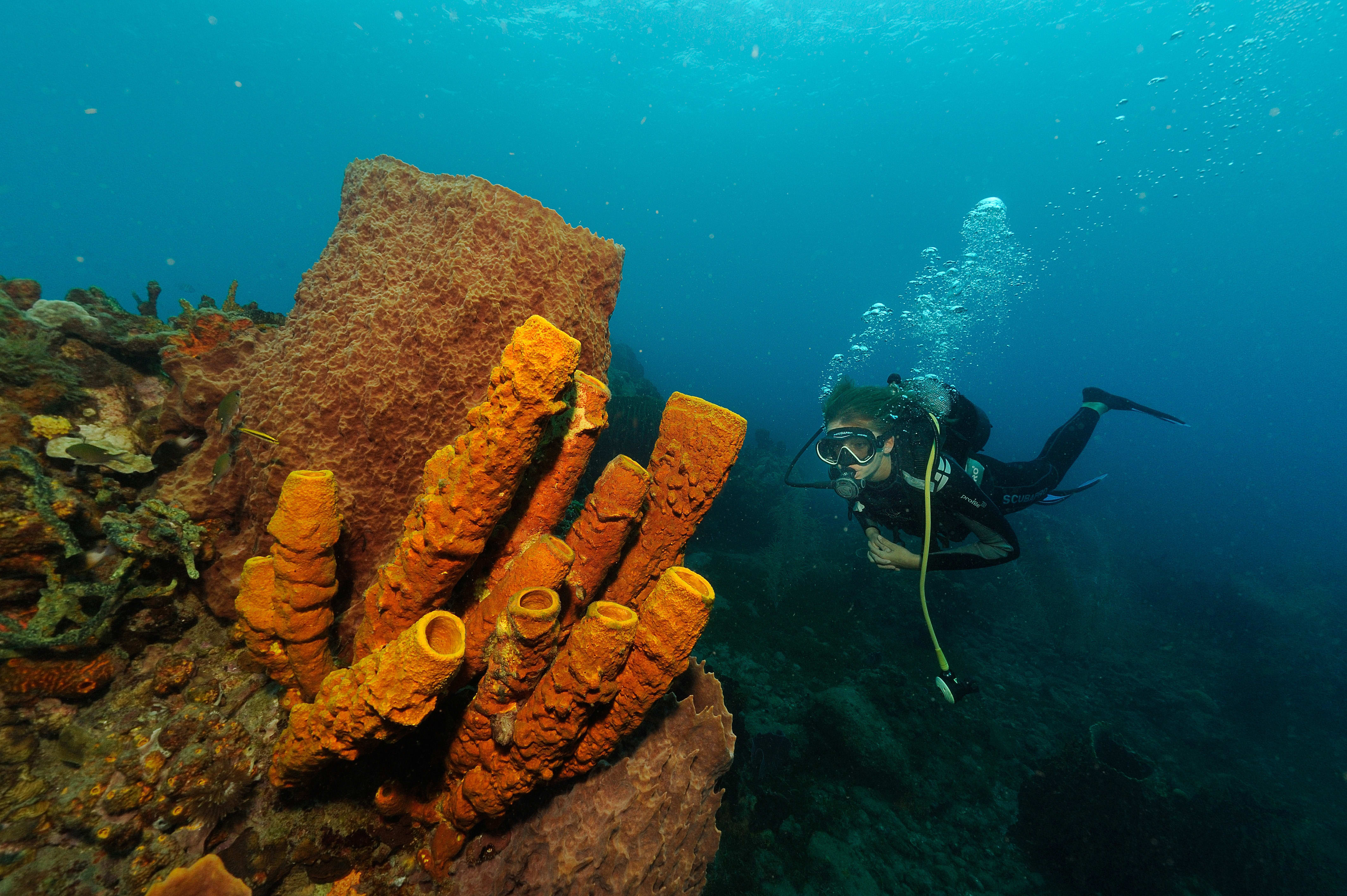 Plongée autonome 15 jours