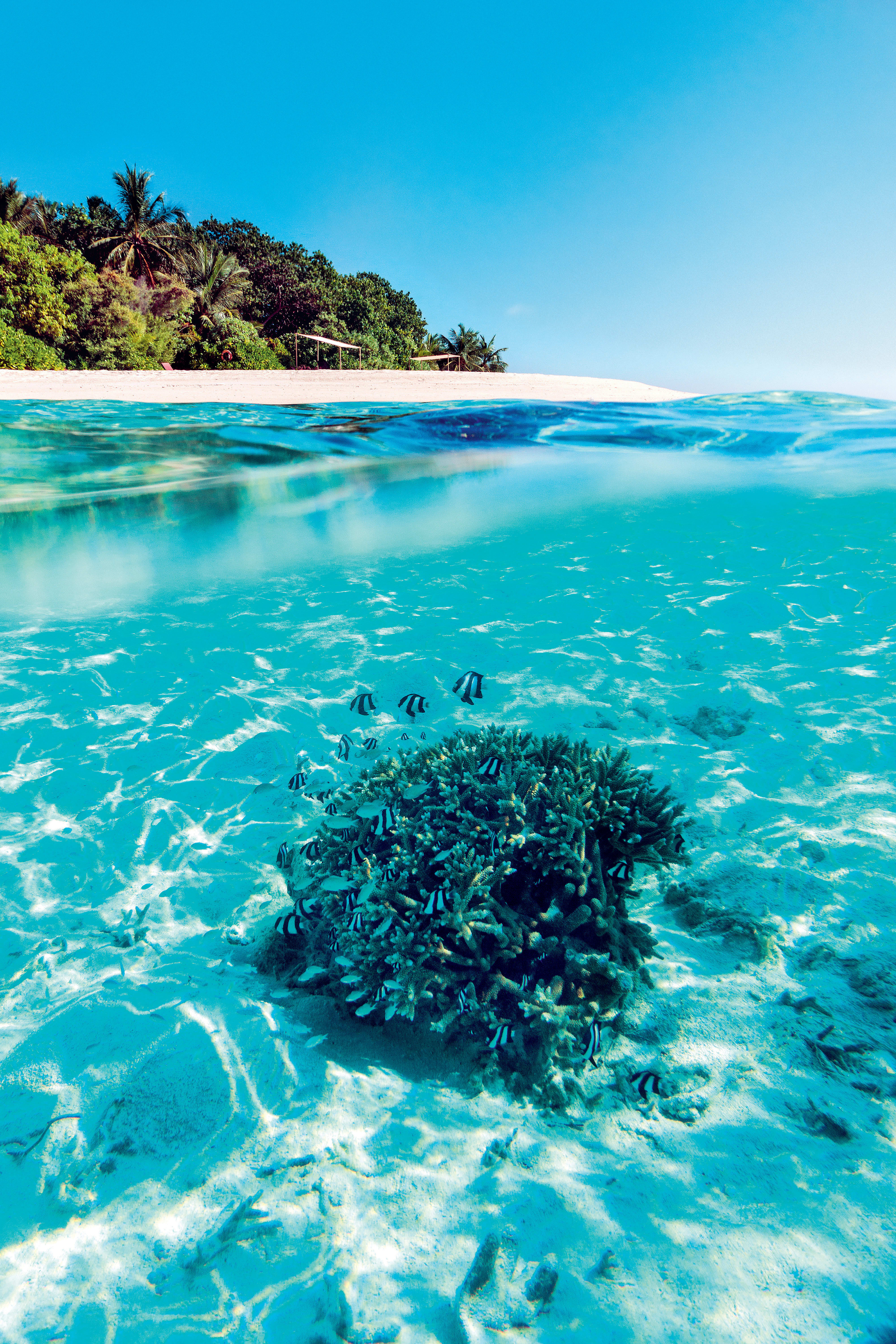 Plongée Exploration Croisière Maldives