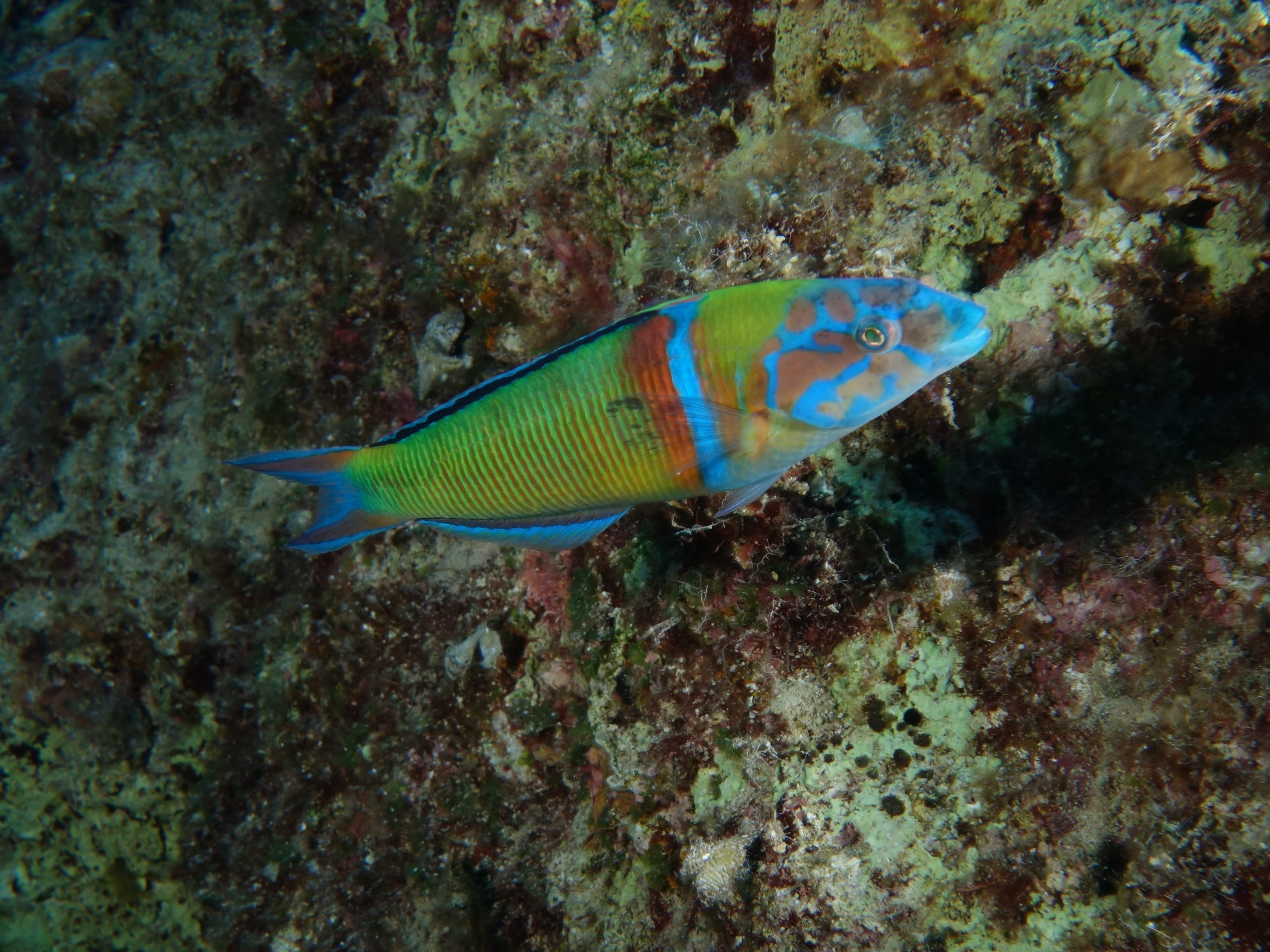 Plongée spécial débutant - Yoga