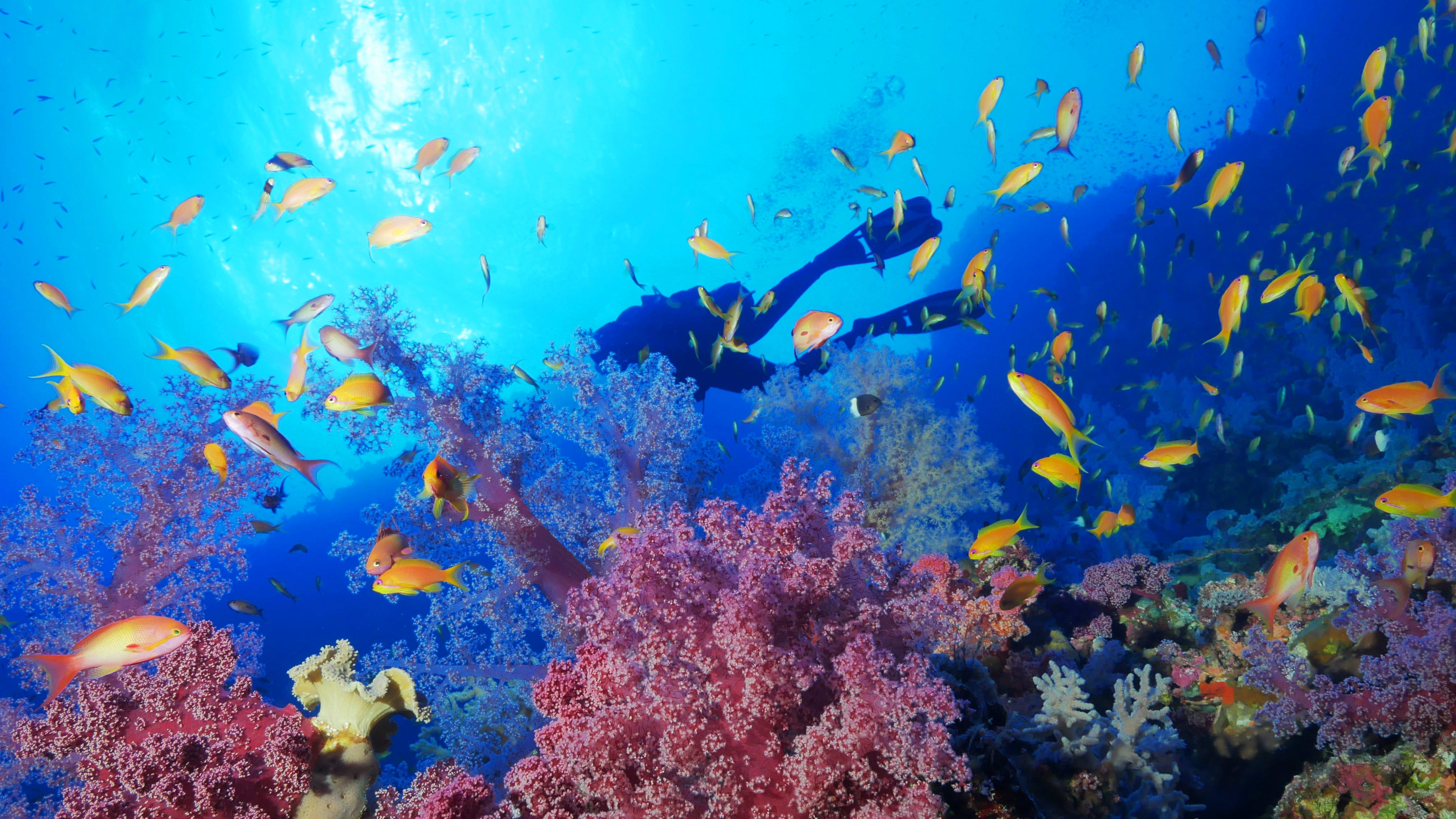 Plongée spécial débutant aux Saintes 8 jours