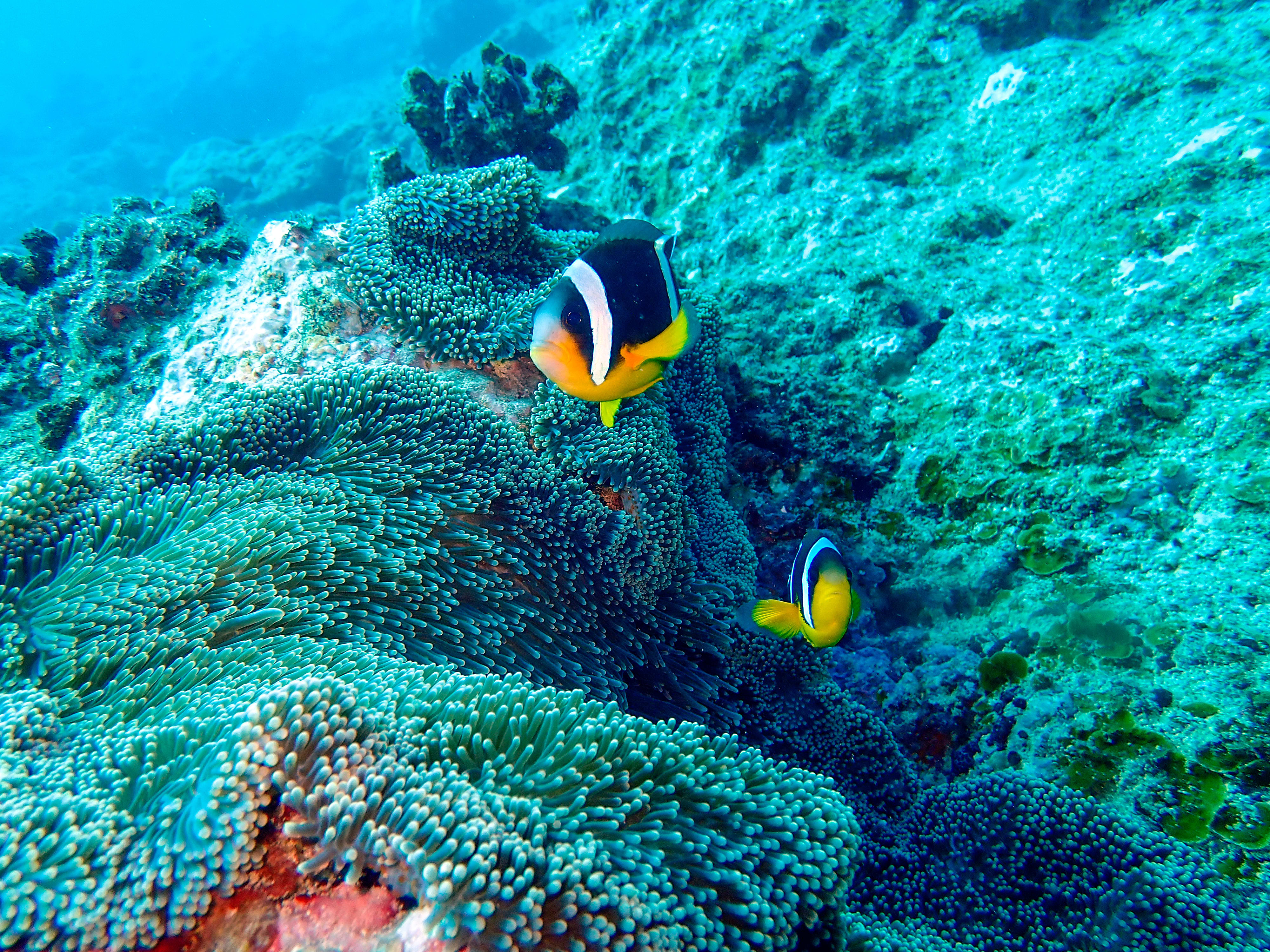 Plongée Spécial Débutant
