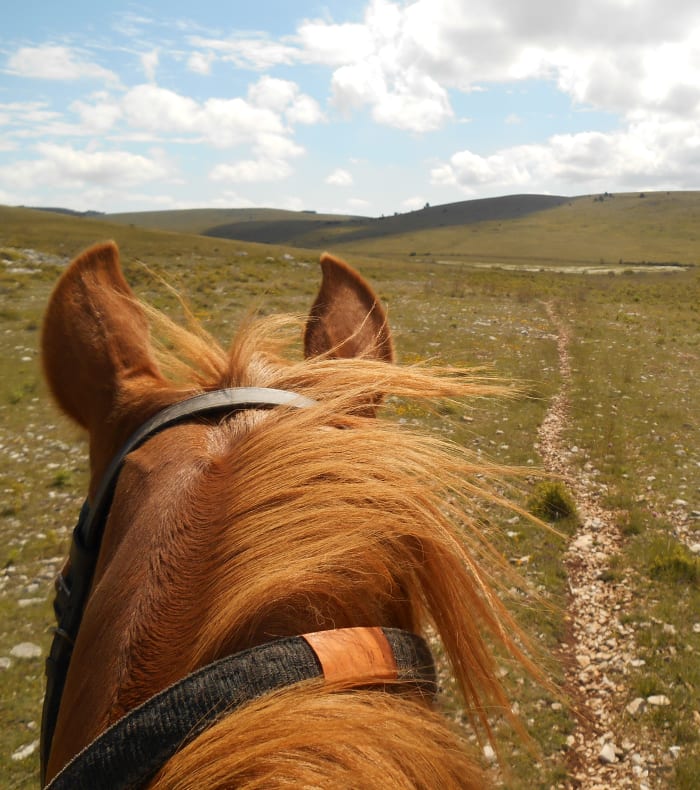 Brame Du Cerf Et Couleurs Dautomne Séjour Itinérant à