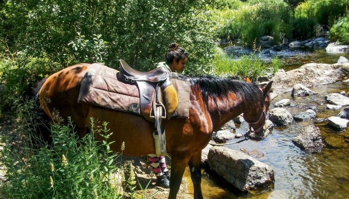 Randonneur à cheval traversant un ruisseau des Cévennes sur l'itinéraire de R.L Stevenson avec équipement de trek équestre