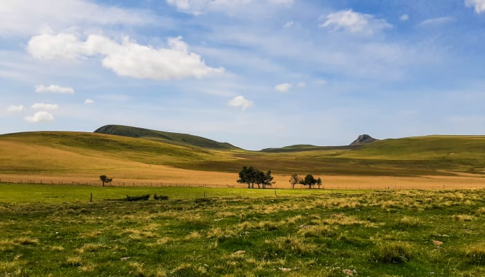 Paysage volcanique d'Auvergne avec prairies verdoyantes, massifs arrondis et arbres isolés sous ciel nuageux