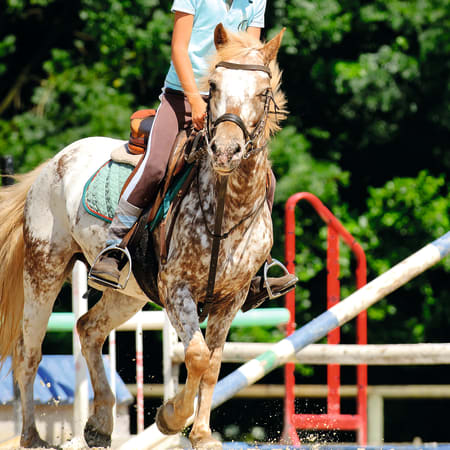 Cheval alezan et blanc sellé au galop franchissant un obstacle lors d'une séance d'équitation performance