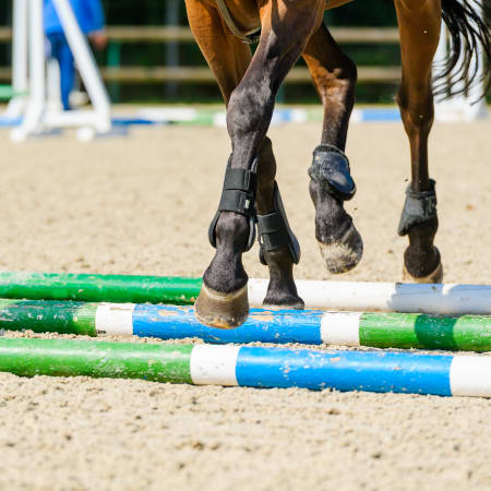 Séjour Dressage avec l'UCPA