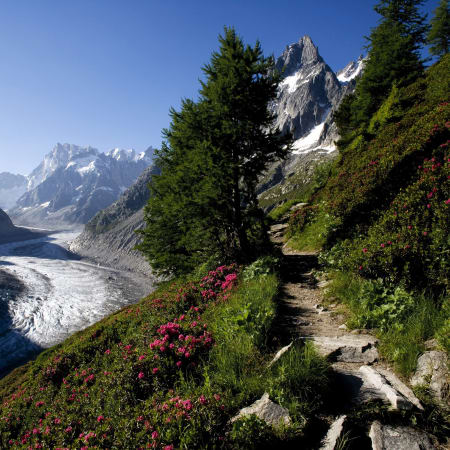 Sentier d'escalade en vallée de Chamonix avec glacier, pics enneigés et fleurs alpines roses