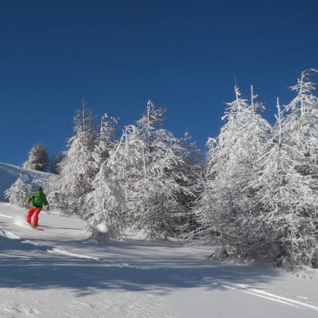 Splitboarder en descente sur pente enneigée avec forêt de sapins givrés et ciel bleu en arrière-plan