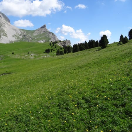 Paysage du Vercors avec prairies verdoyantes, pics rocheux et forêts de sapin pour randonnée en montagne
