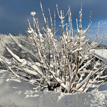 Buisson couvert de givre dans le Haut Jura enneigé avec lac et paysage montagneux hivernaux
