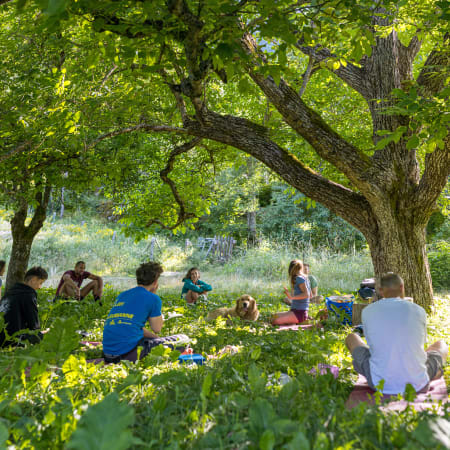 Groupe pratiquant le yoga en plein air sous un grand arbre ombragé en camping nature