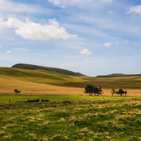 Paysage volcanique d'Auvergne avec prairies verdoyantes, massifs arrondis et arbres isolés sous ciel nuageux