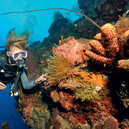 Plongeur explorant un récif corallien coloré en eau profonde aux Antilles avec coraux et éponges marines