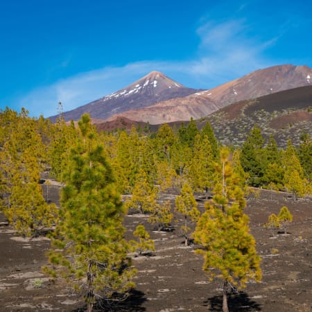 Pico Viejo et Teide enneigé dominant le parc naturel avec pins des Canaries et terrain volcanique