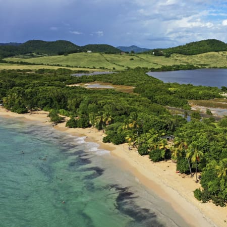 Plage de sable blanc bordée de cocotiers et de végétation tropicale en Martinique avec lagon turquoise et montagnes verdoyantes