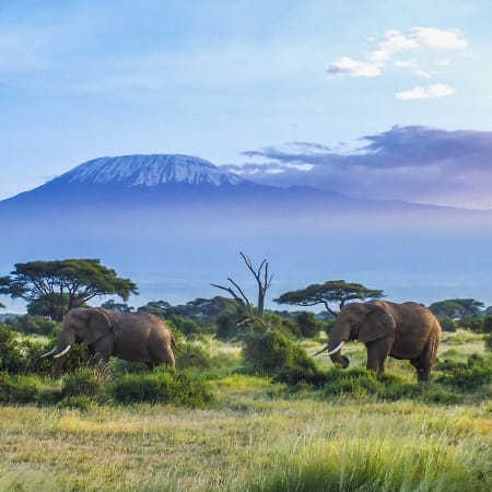 Les réserves du Kilimandjaro
