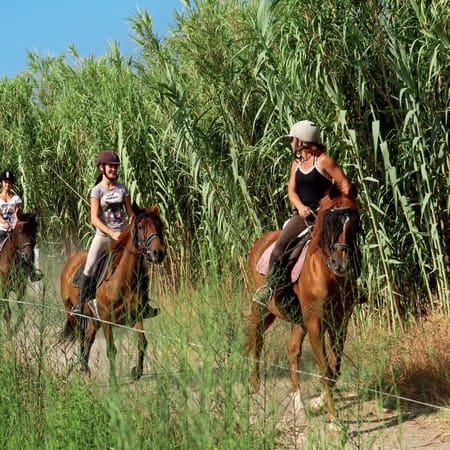 Équitation Camargue spécial débutant