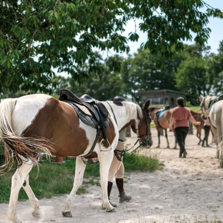 Découverte de l'équitation