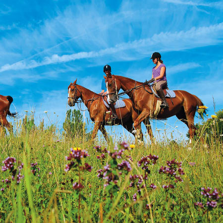 Équitation spécial débutant