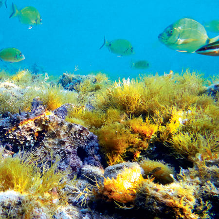 Plongée exploration aux Saintes 14 jours