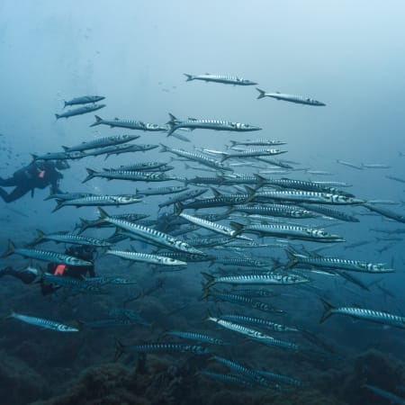Plongée exploration Parc de Port Cros 6 jours