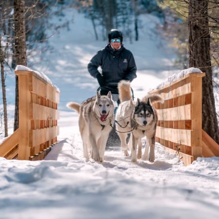 Immersion mushing dans le Queyras sauvage