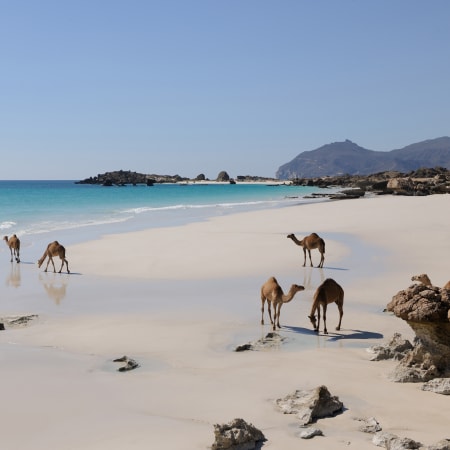 Djebel, désert et littoral du Sultanat