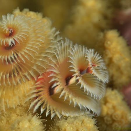 Plongée exploration Martinique 7 jours