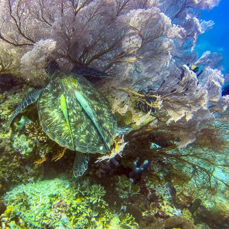 Plongée Exploration - 10 jours