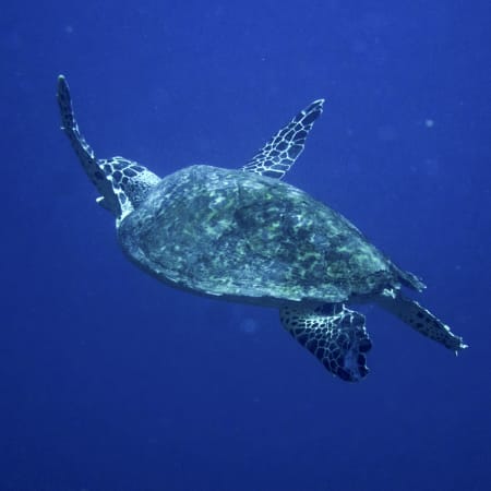 Plongée Spécial Débutant