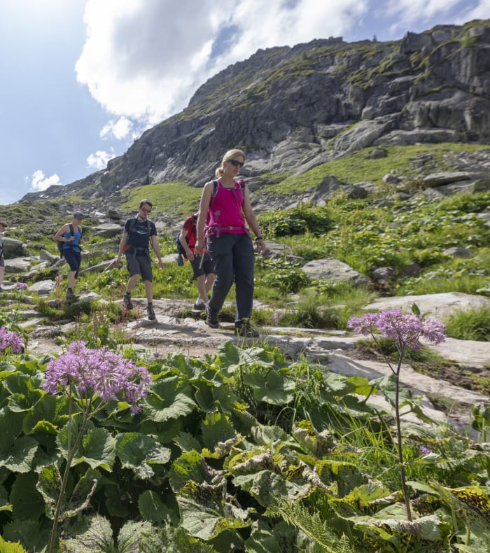 Groupe de randonneurs sur sentier alpin du Grand Paradis avec fleurs sauvages mauves et pentes rocheuses verdoyantes