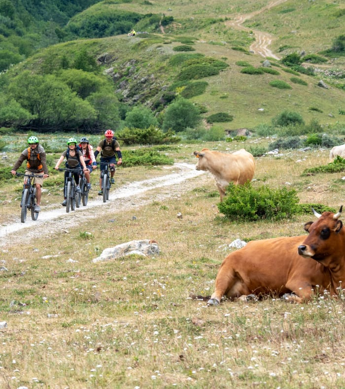 Groupe de VTTistes sur single en forêt alpine du Briançonnais avec troupeau de vaches au pâturage
