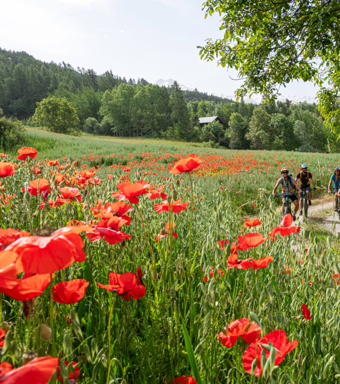 Groupe de cyclistes en VTT sur un sentier à travers un champ de coquelicots rouges en Drôme provençale, paysage montagneux verdoyant