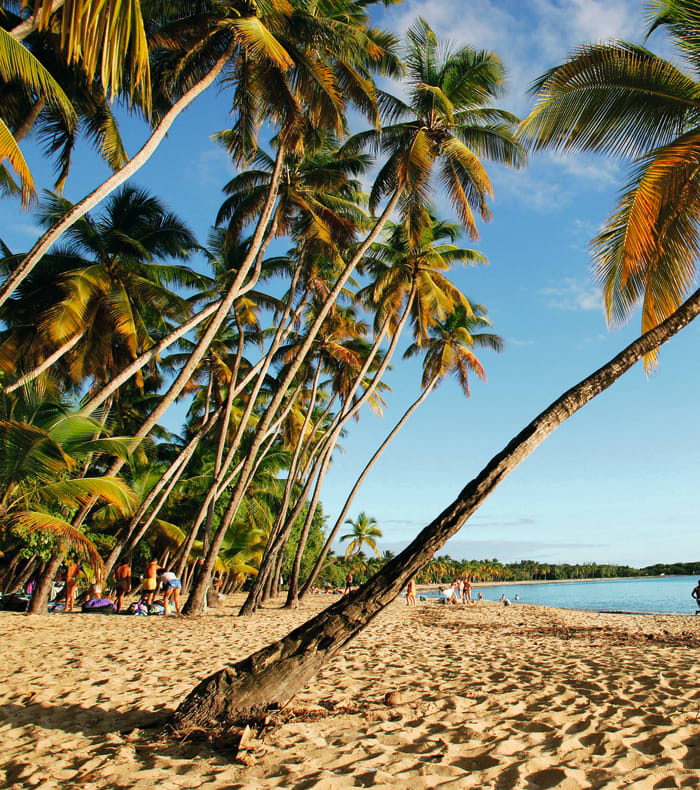 Plage de Martinique avec palmiers, sable blanc et baigneurs, paysage typique de la Croisière Caraïbes