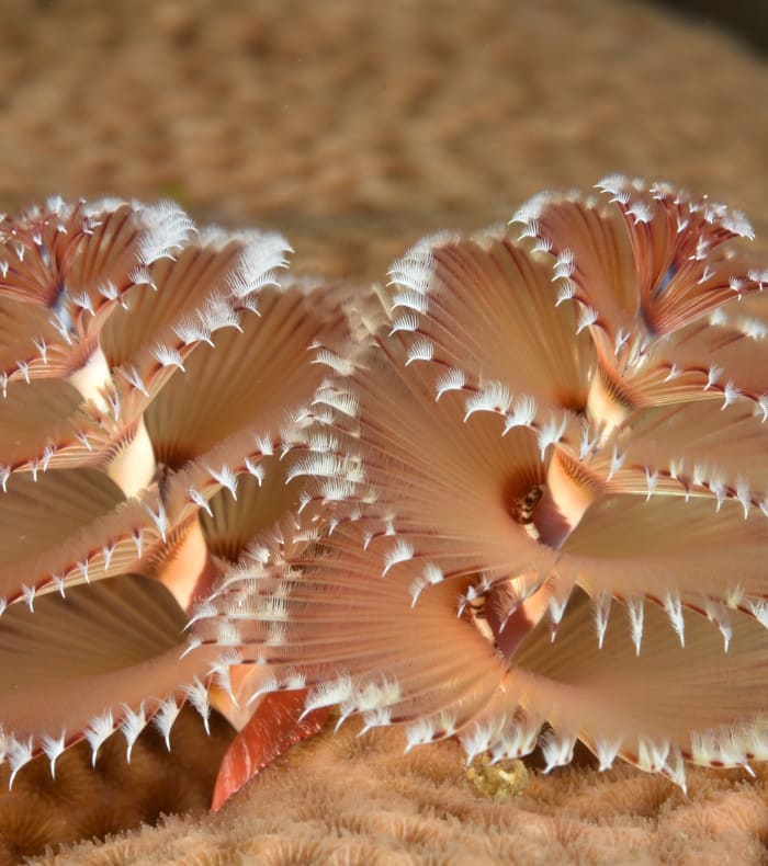 Spirographe corail rose et blanc sur fond sableux, vie sous-marine des Saintes en plongée