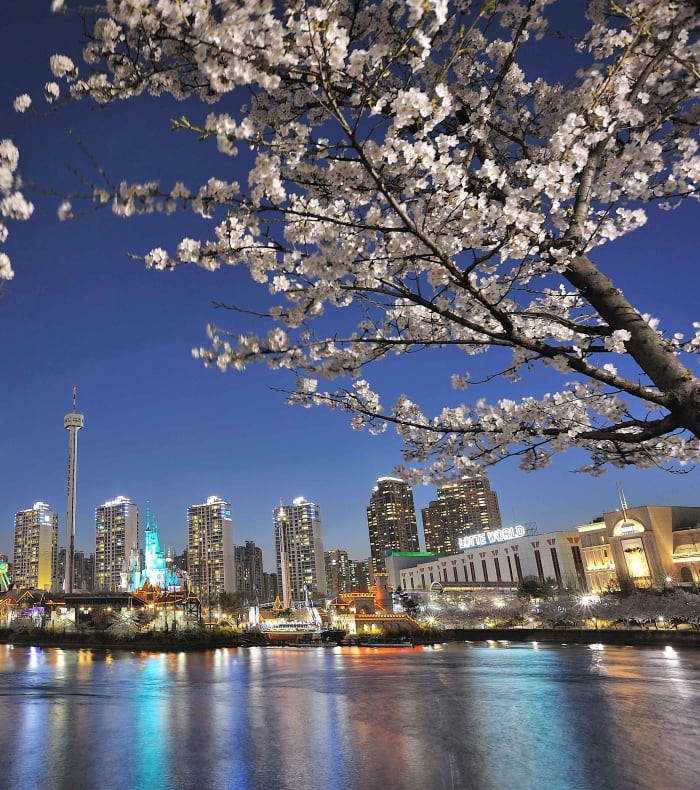 Cerisiers en fleur au-dessus de la rivière Han avec skyline de Séoul illuminée et gratte-ciels modernes en arrière-plan