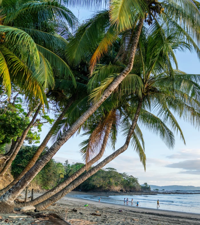 Plage tropicale du Panama avec palmiers, sable blanc et baigneurs face aux îles et montagnes de Bocas del Toro