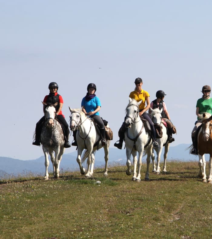 Vercors til hest — billede 3