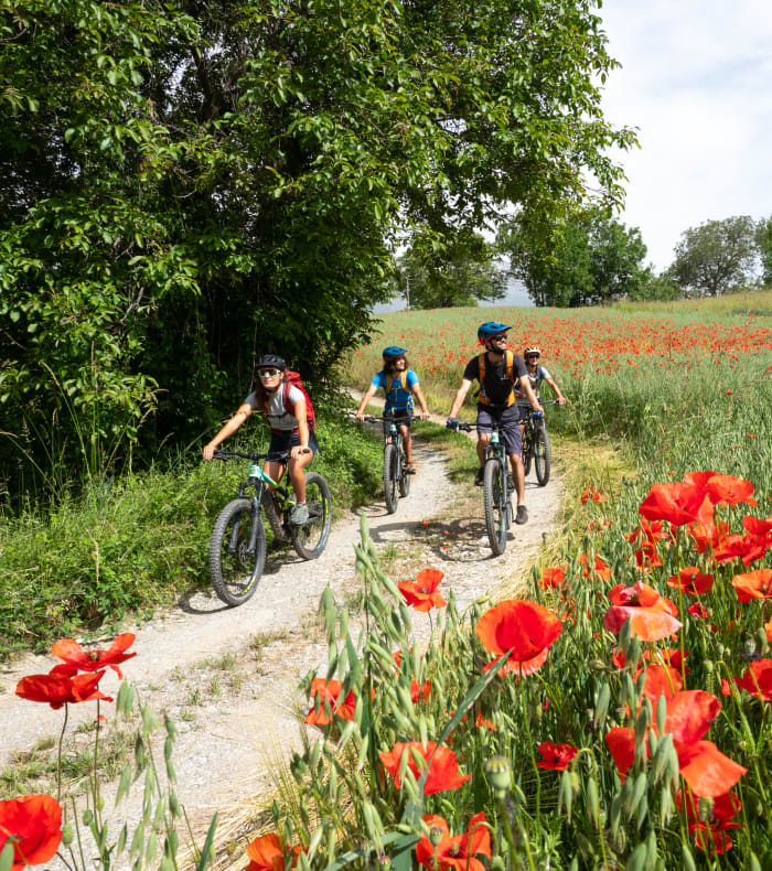 Groupe de cyclistes en randonnée sur chemin de campagne bordé de coquelicots rouges et verdure