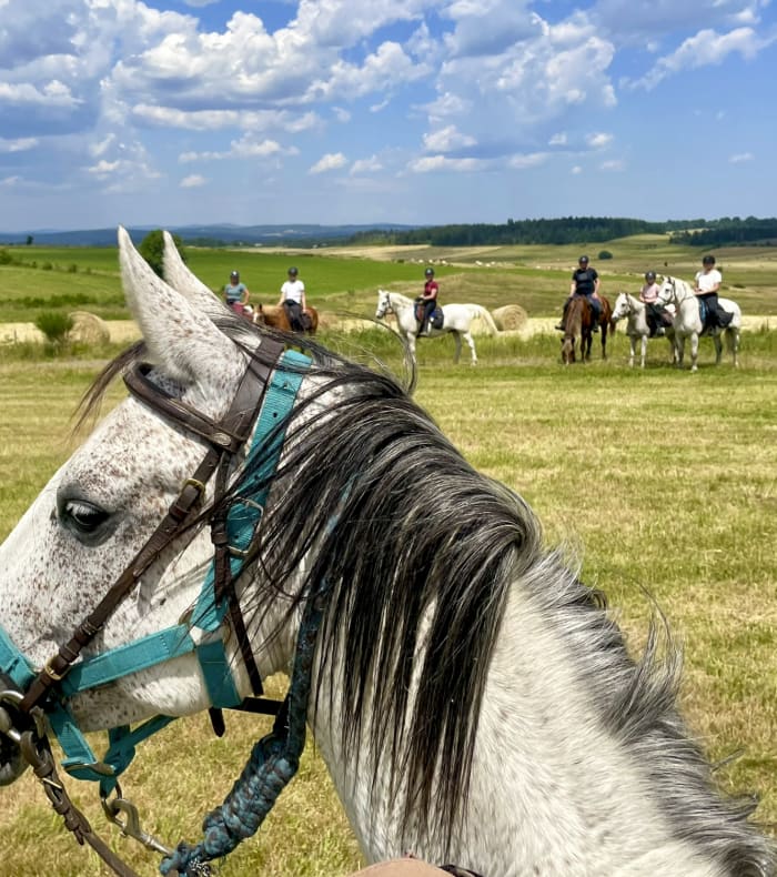 Cheval sellé gris et blanc au premier plan lors d'une randonnée équestre en Ardèche avec groupe de cavaliers dans les plateaux verdoyants