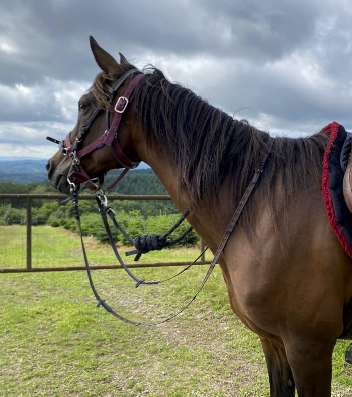 Cheval sellé avec carte de randonnée en Morvan, paysages verts et collines en arrière-plan